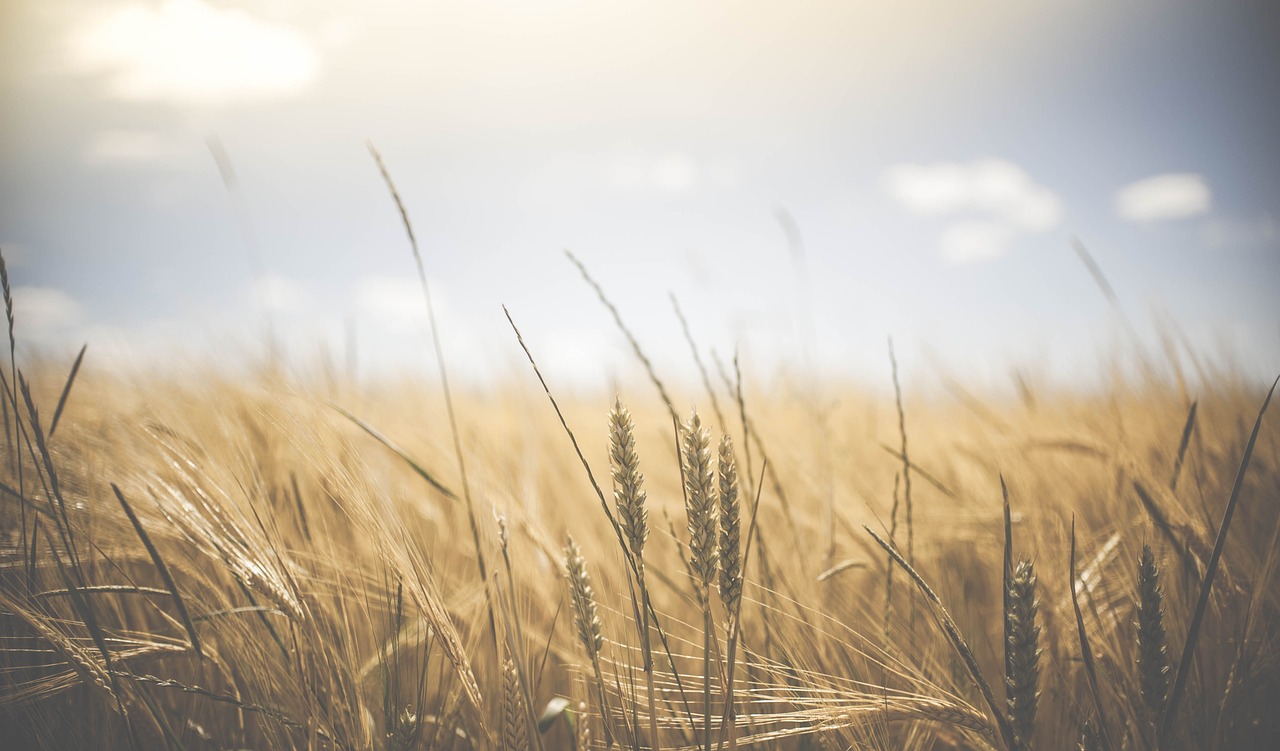 Urban Farming: A Sustainable Solution to Food Deserts